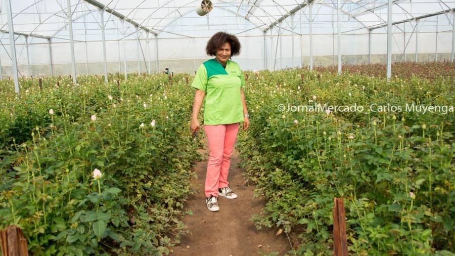 Dulce Oliveira, Founding Director of Fazenda MMM.